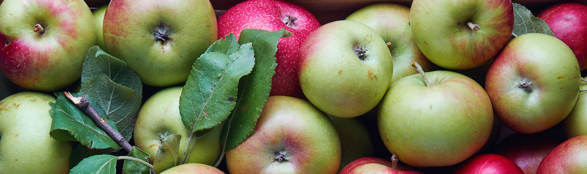 Frische Äpfel